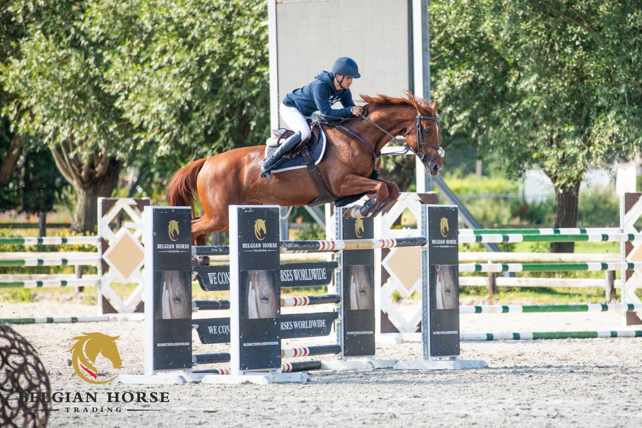Mare BWP Belgian Warmblood For sale 2017 Chesnut