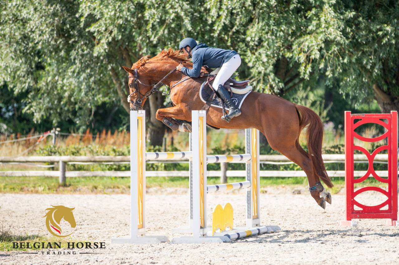 Mare BWP Belgian Warmblood For sale 2017 Chesnut