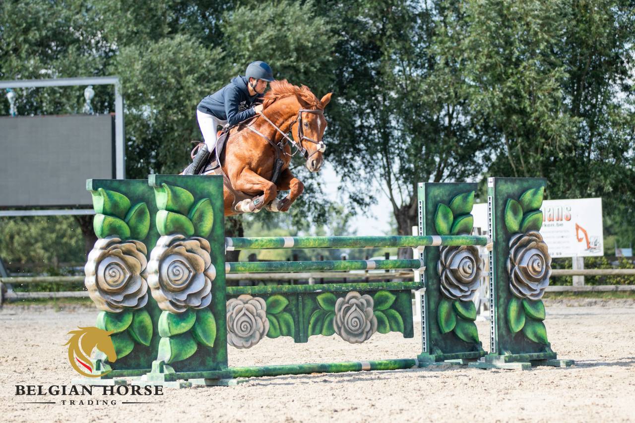 Mare BWP Belgian Warmblood For sale 2017 Chesnut
