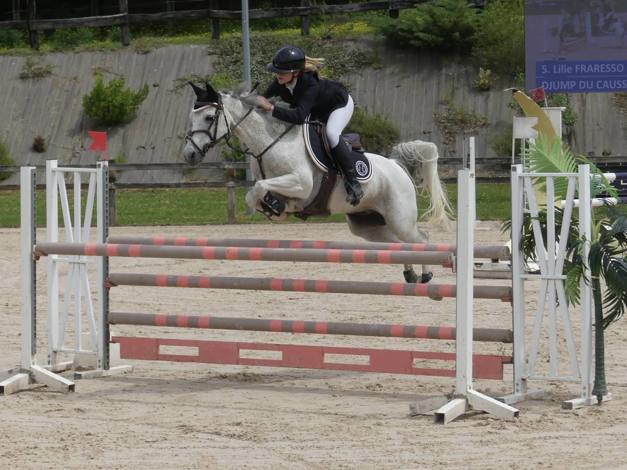 Gelding Origin Recorded For sale 2013 Grey