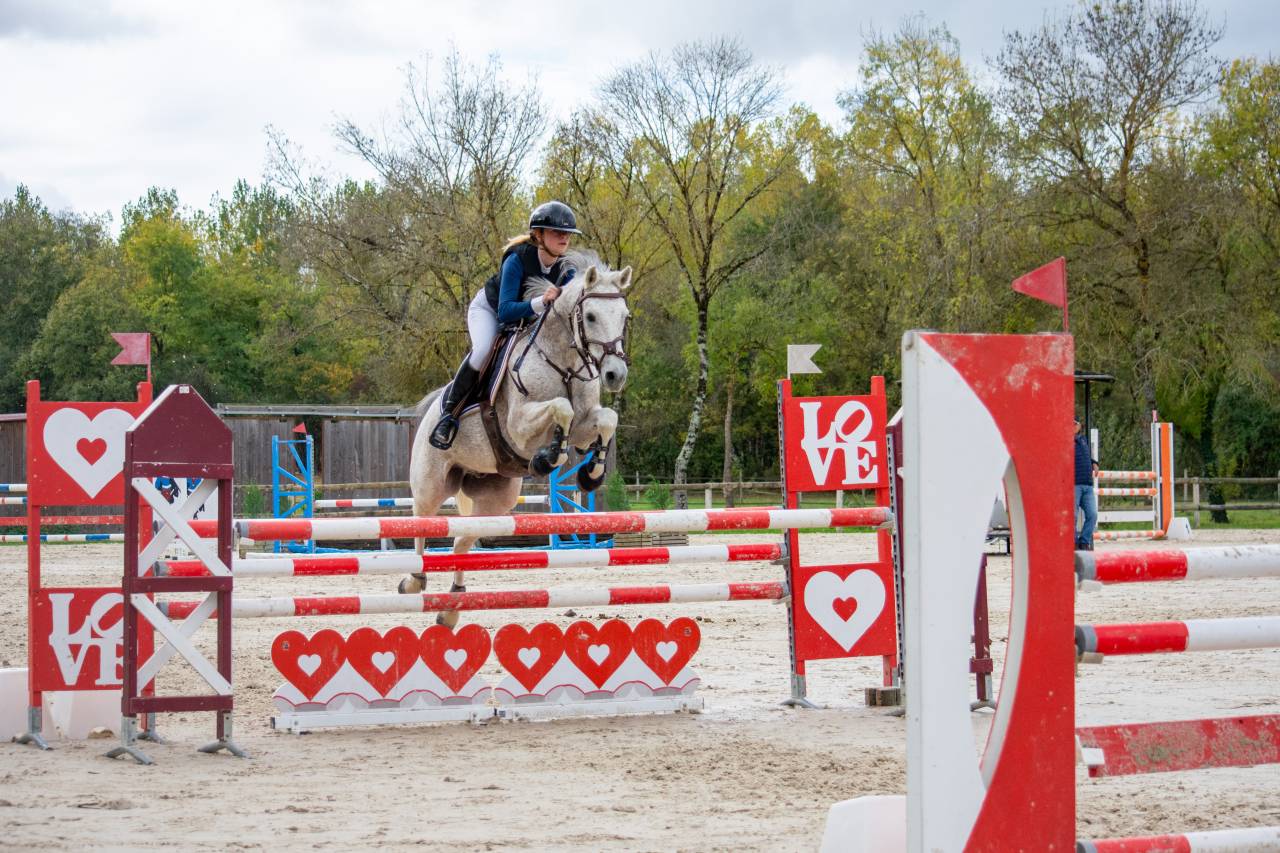 Gelding Origin Recorded For sale 2013 Grey