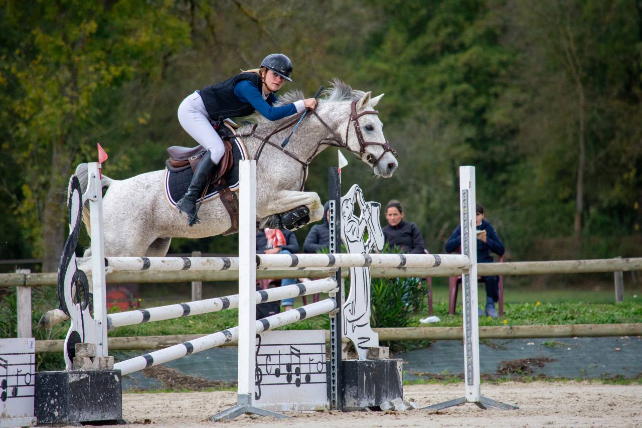 Gelding Origin Recorded For sale 2013 Grey