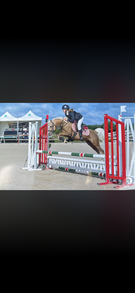 Entire Welsh Part Bred For sale 2021 Palomino