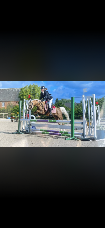 Entire Welsh Part Bred For sale 2021 Palomino