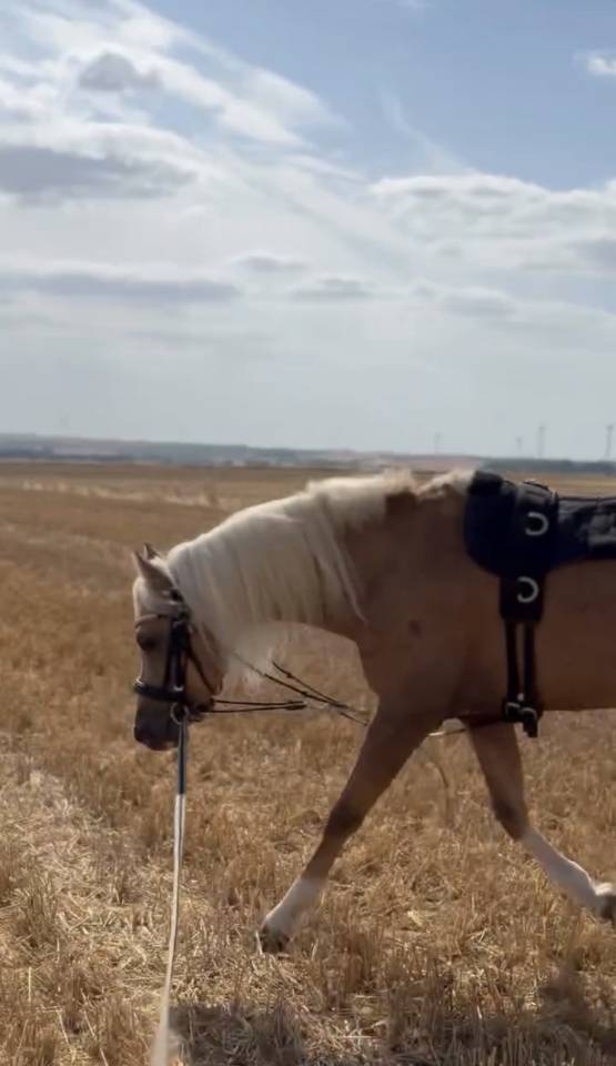 Entire Welsh Part Bred For sale 2021 Palomino
