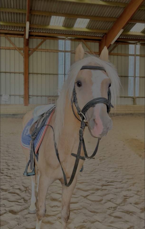 Entire Welsh Part Bred For sale 2021 Palomino