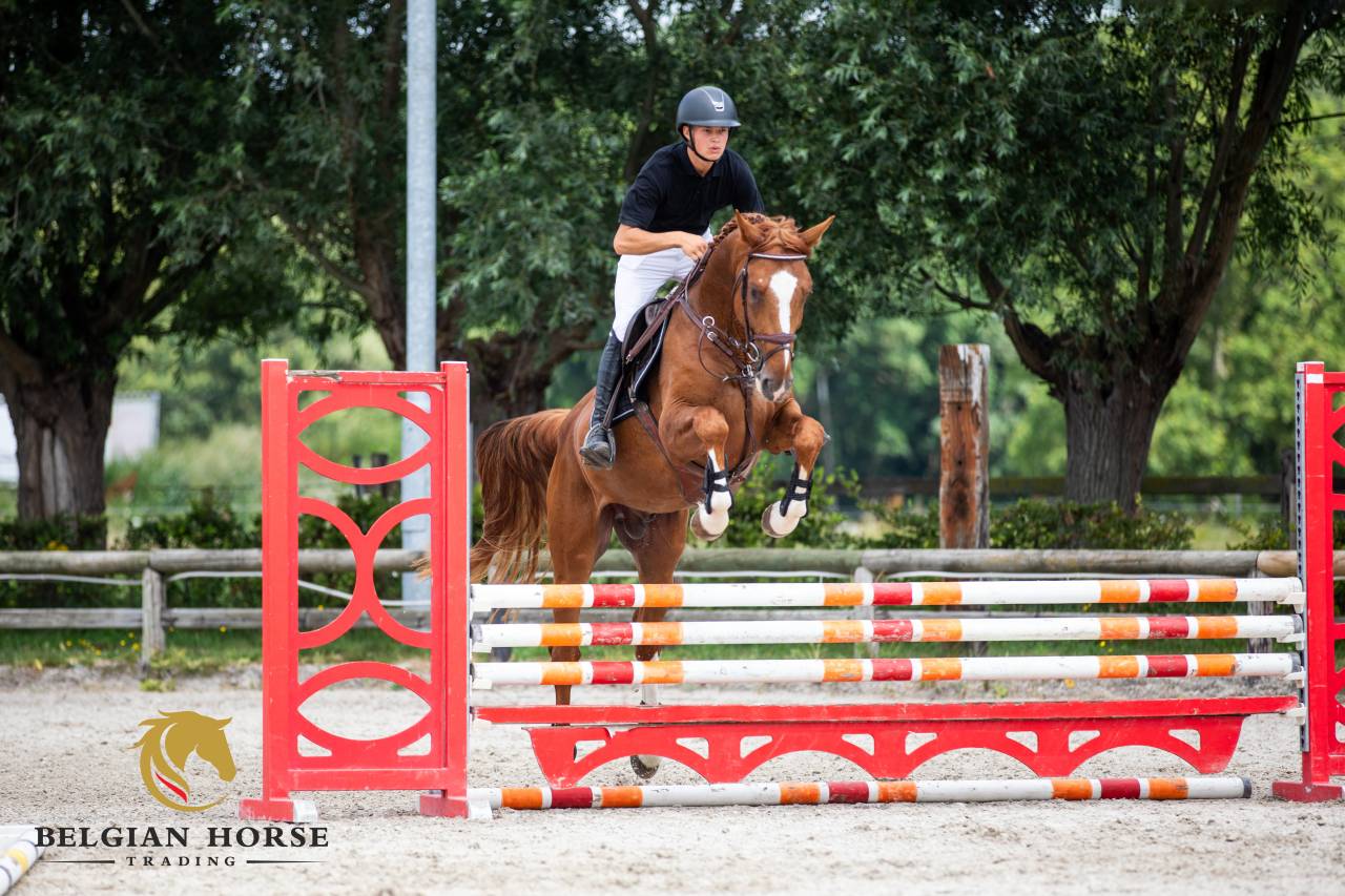 Stallion Zangersheide For sale 2022 Chesnut