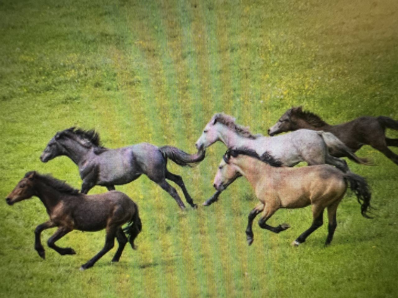 Stallion Connemara For sale 2023 Grey