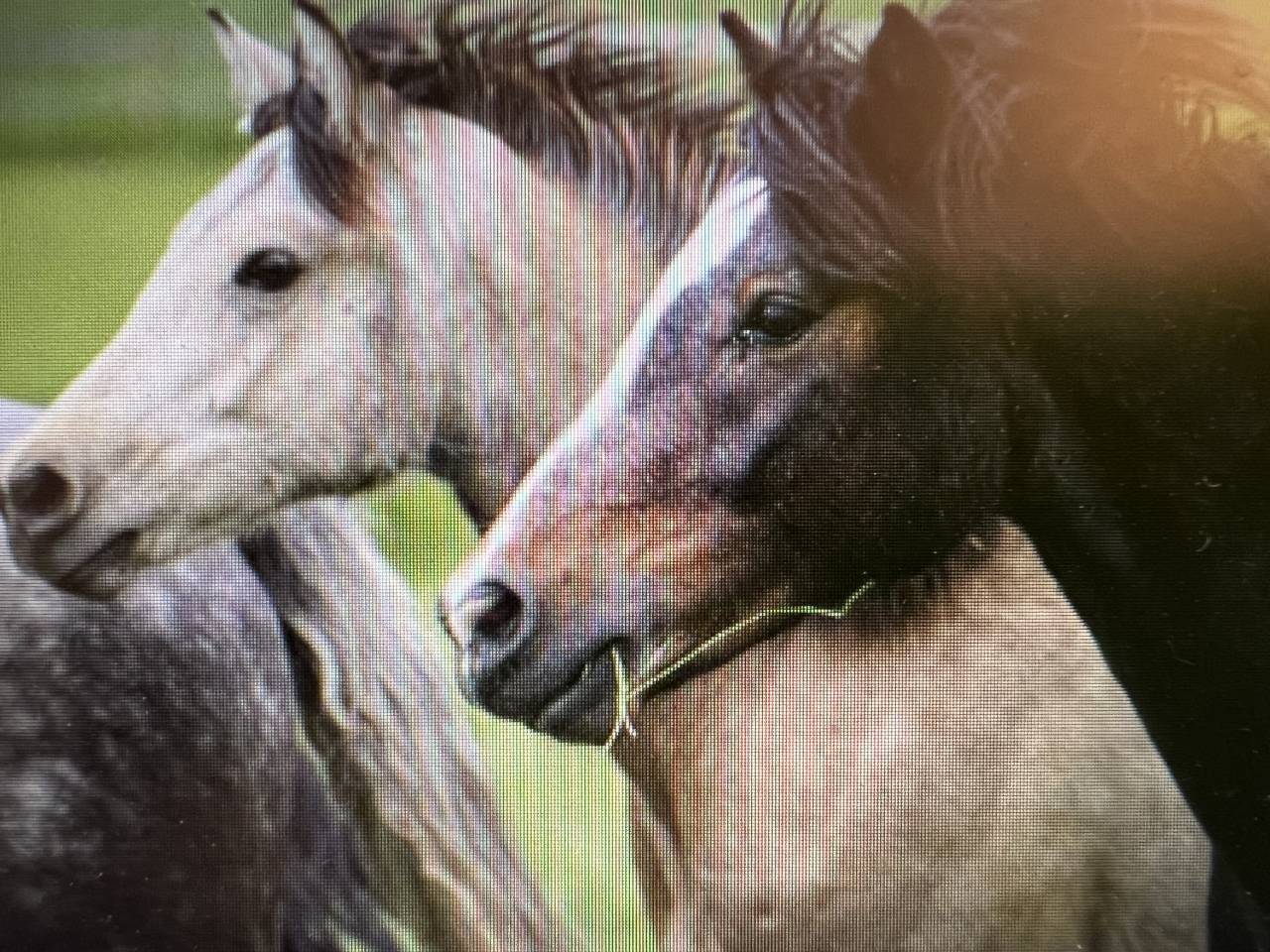 Stallion Connemara For sale 2023 Grey