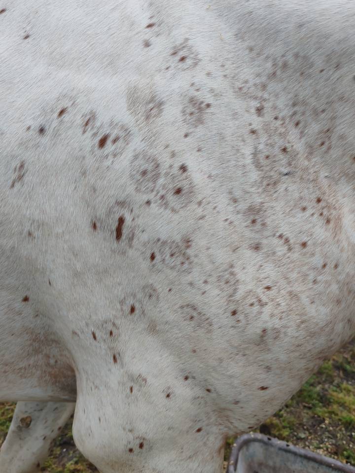 Filly Origin Recorded For sale 2025 Appaloosa