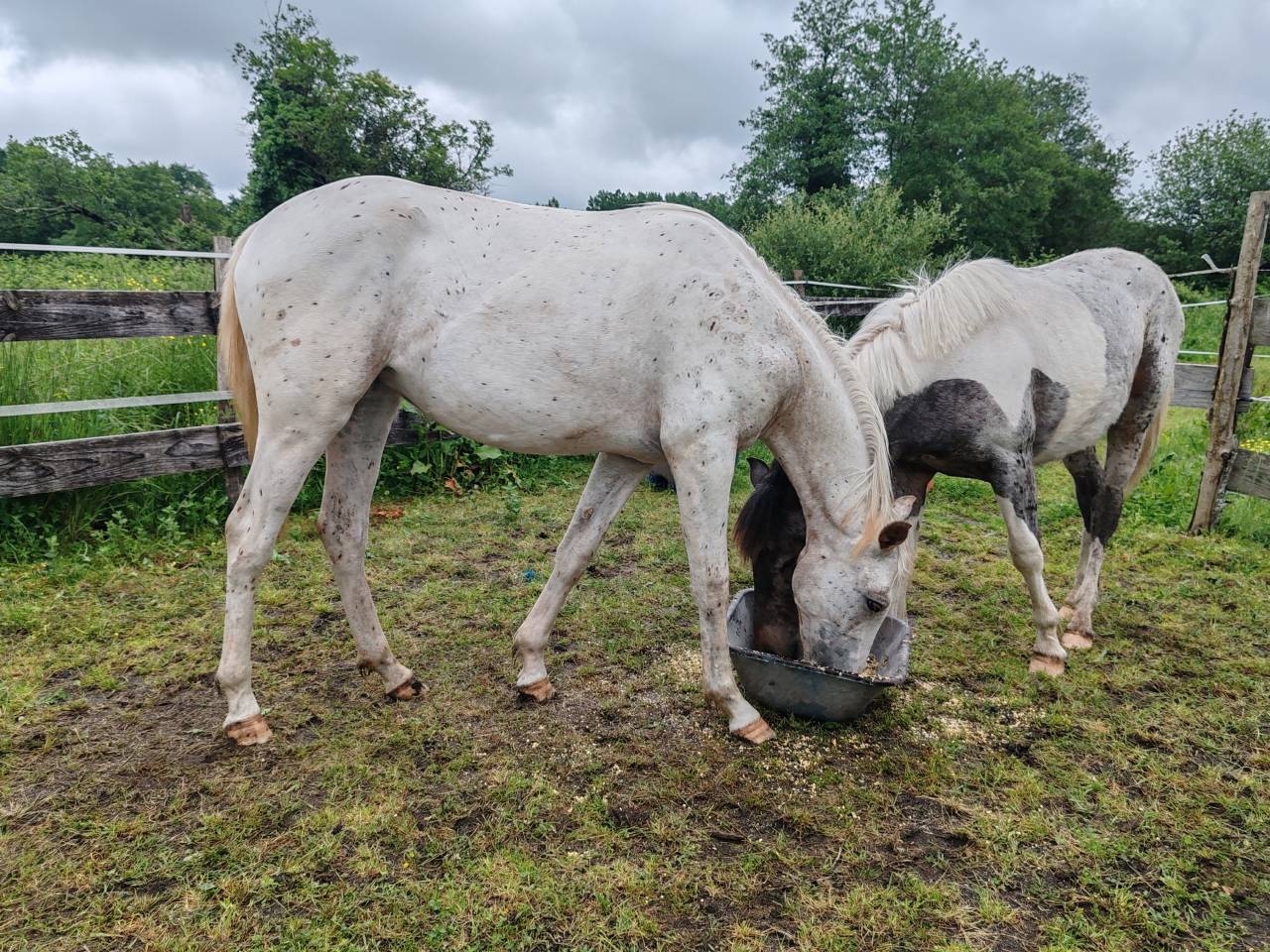 Filly Origin Recorded For sale 2025 Appaloosa