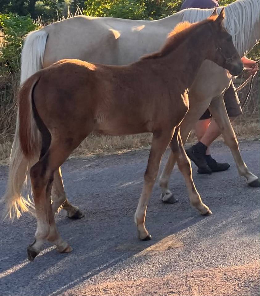 Filly Selle Fran&ccedil;ais For sale 2026 Chesnut