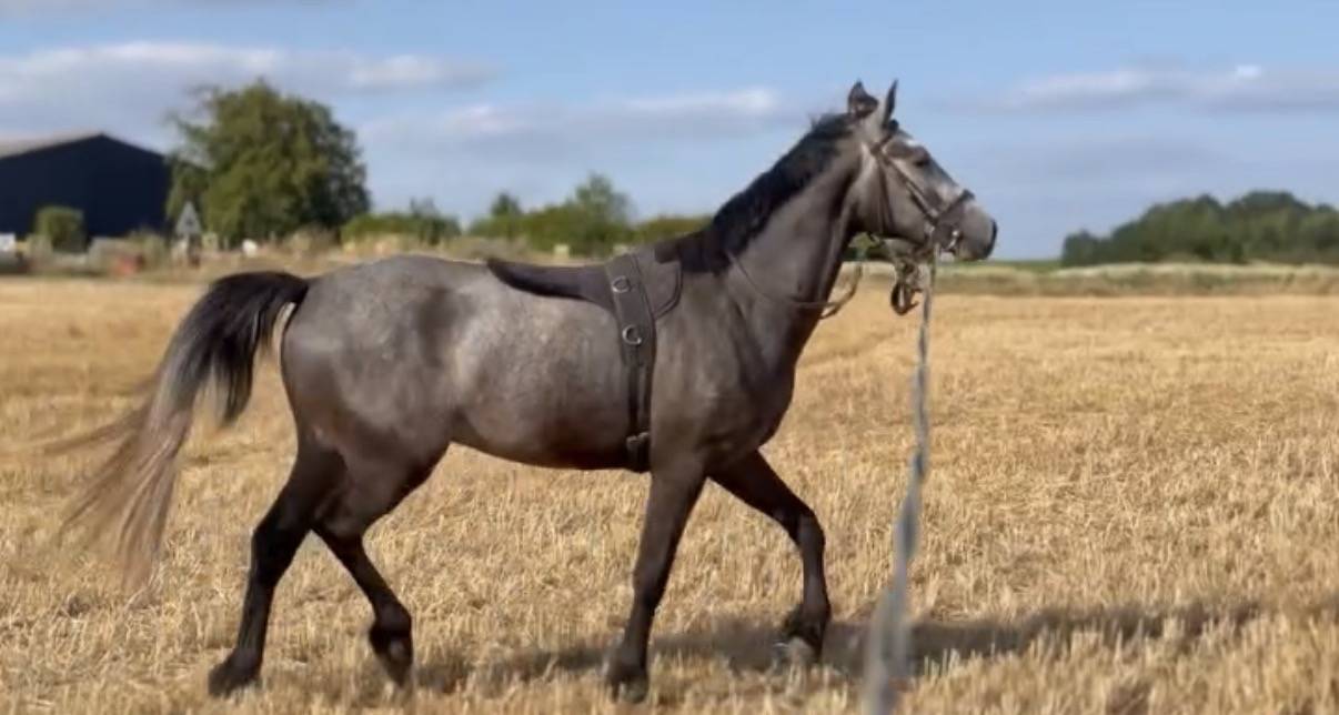 Gelding Connemara For sale 2023 Grey