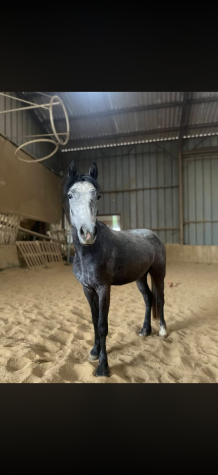 Gelding Connemara For sale 2023 Grey