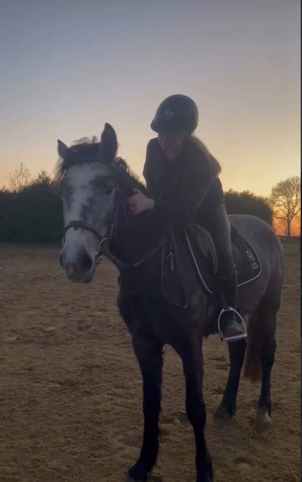 Gelding Connemara For sale 2023 Grey