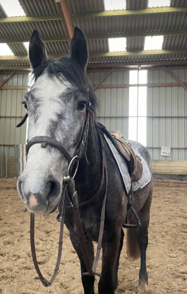 Gelding Connemara For sale 2023 Grey