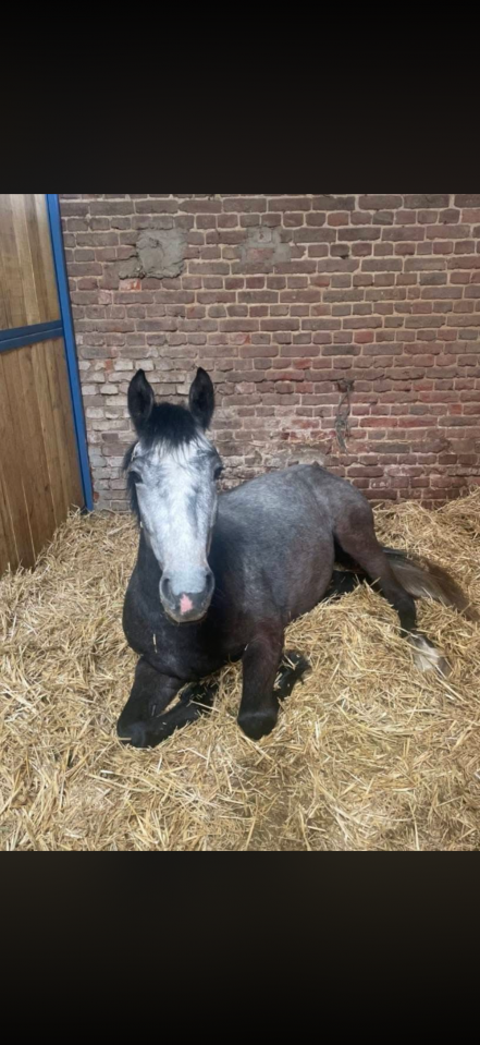 Gelding Connemara For sale 2023 Grey