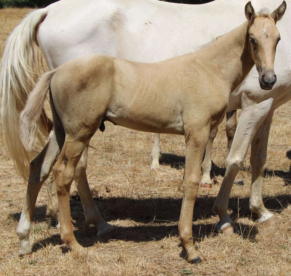 Colt Selle Fran&ccedil;ais For sale 2026 Palomino