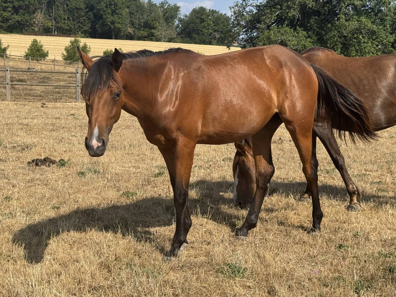 Filly Welsh Part Bred For sale 2025 Bay