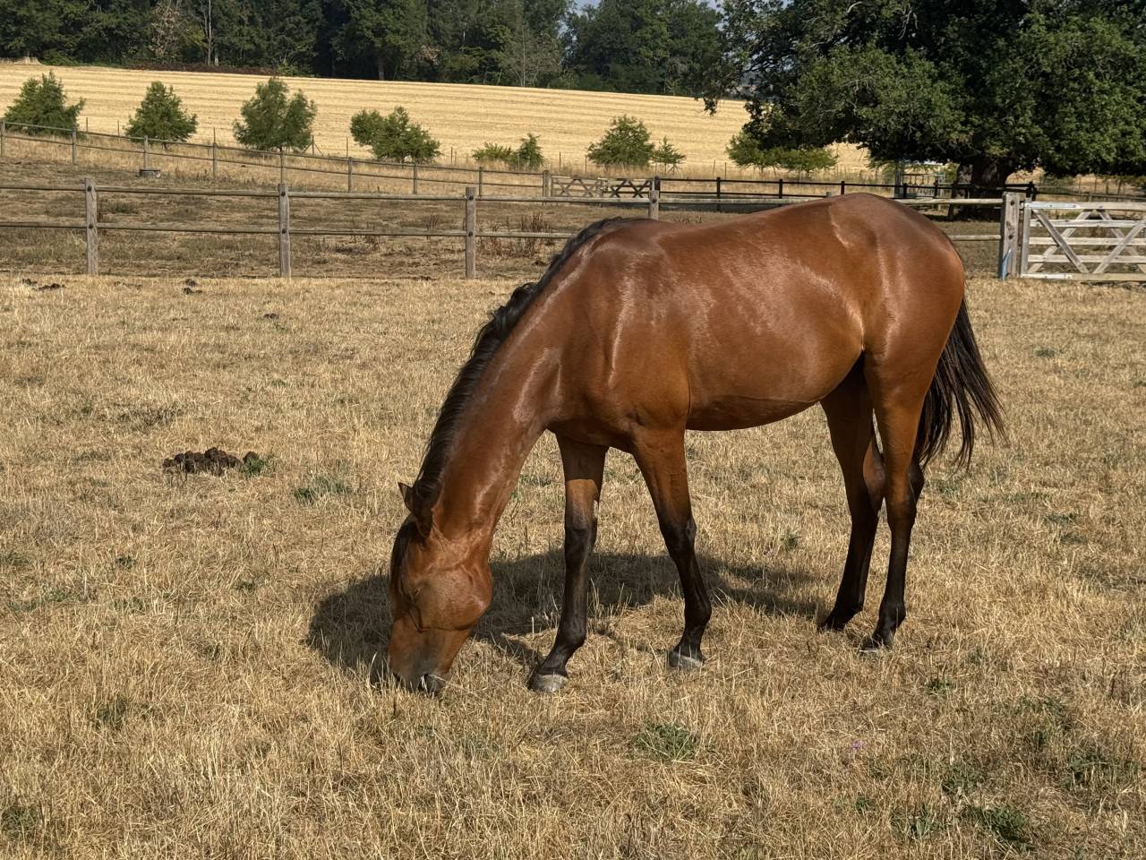 Filly Welsh Part Bred For sale 2025 Bay