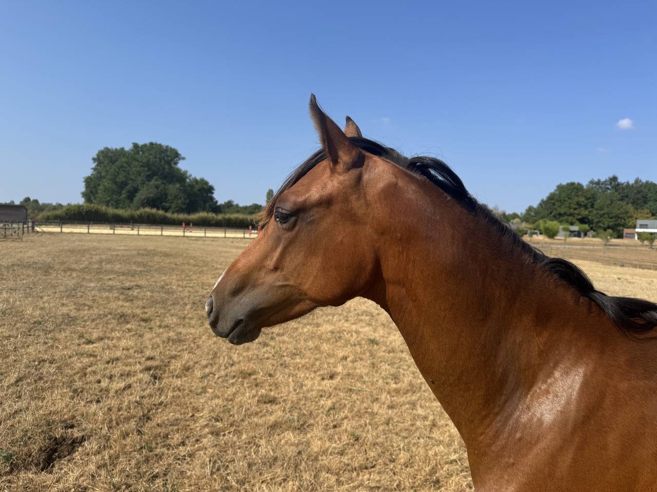 Filly Welsh Part Bred For sale 2025 Bay