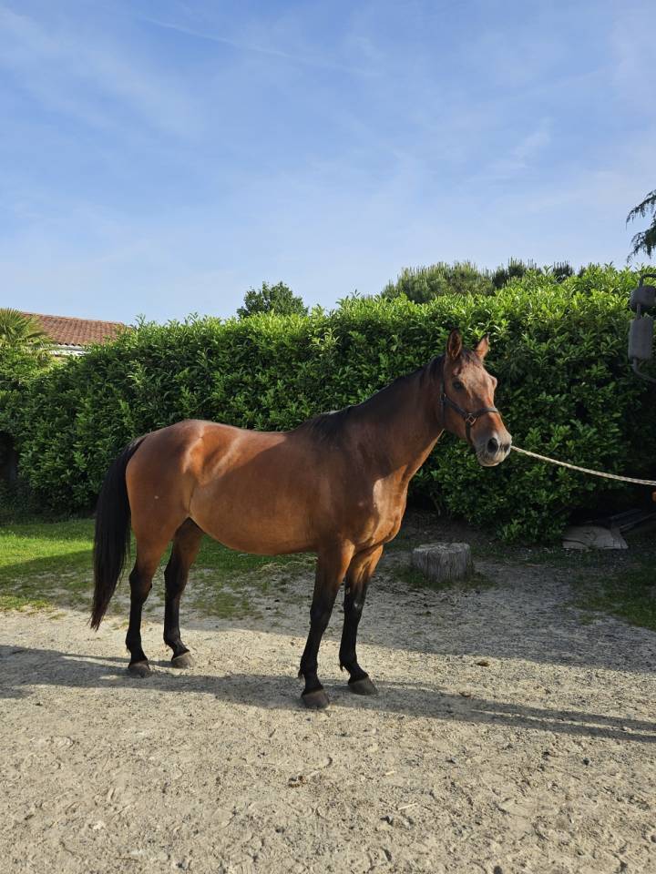 Gelding Selle Fran&ccedil;ais For sale 2017 Bay