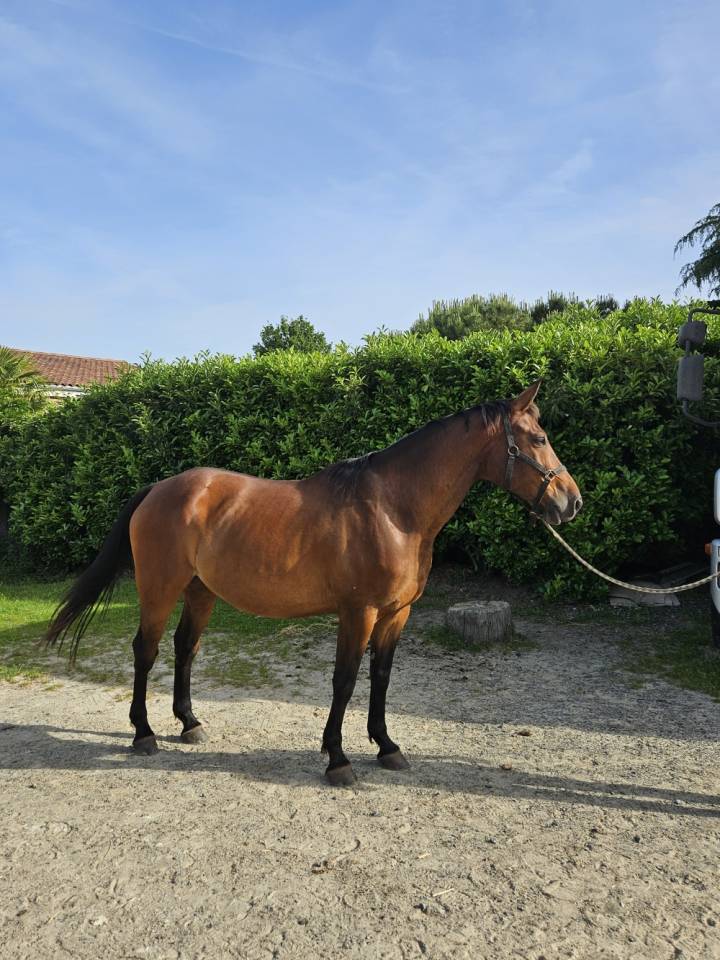Gelding Selle Fran&ccedil;ais For sale 2017 Bay