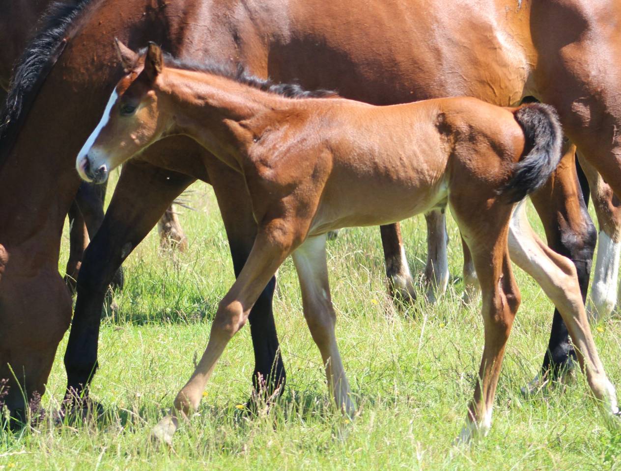 Colt sBs Belgian Warmblood For sale 2026 Dark Bay