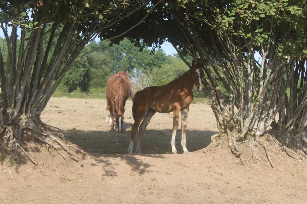 Colt sBs Belgian Warmblood For sale 2026 Dark Bay