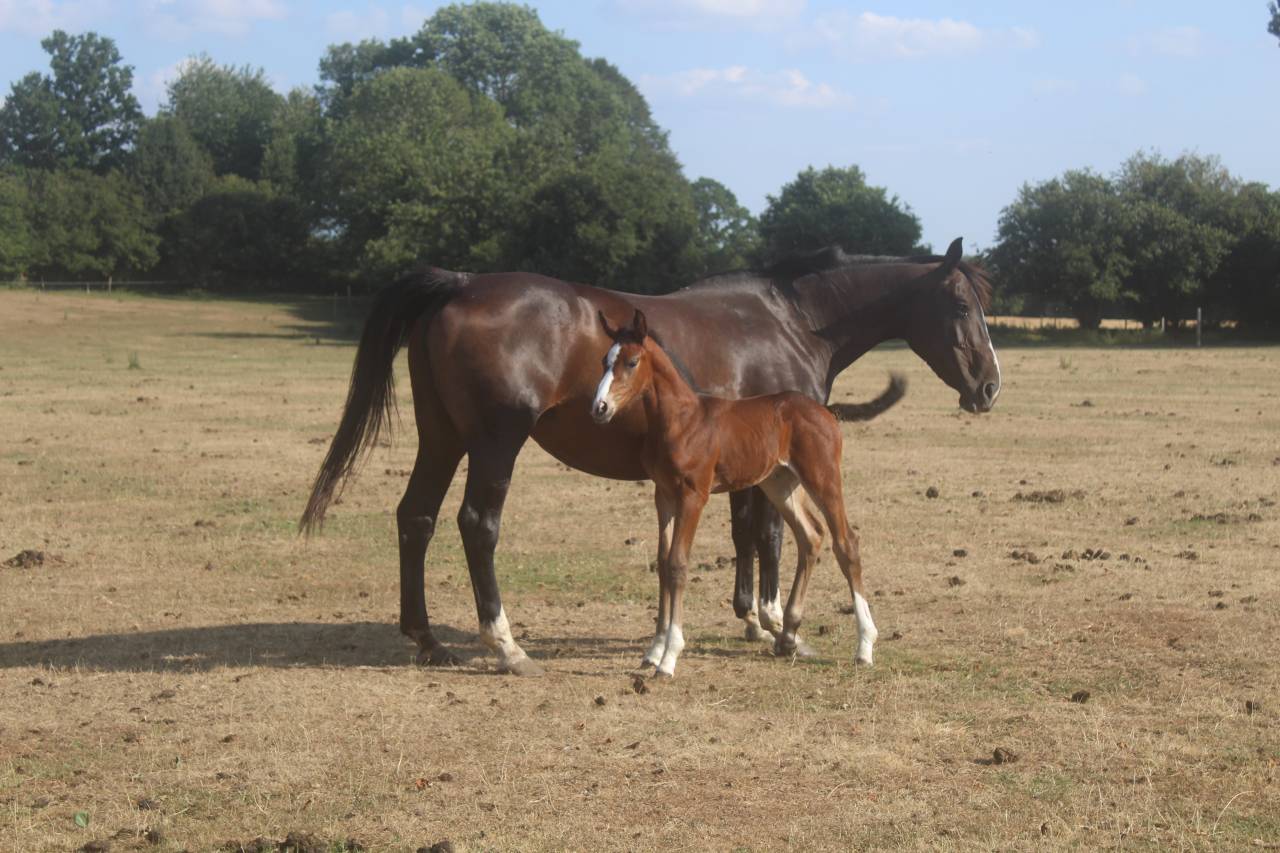 Colt sBs Belgian Warmblood For sale 2026 Dark Bay
