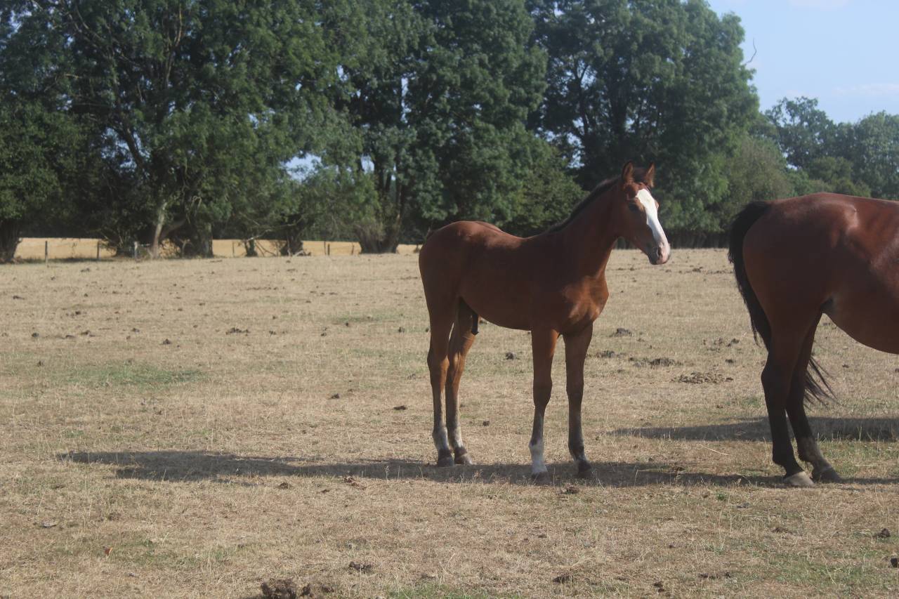 Colt sBs Belgian Warmblood For sale 2026 Dark Bay