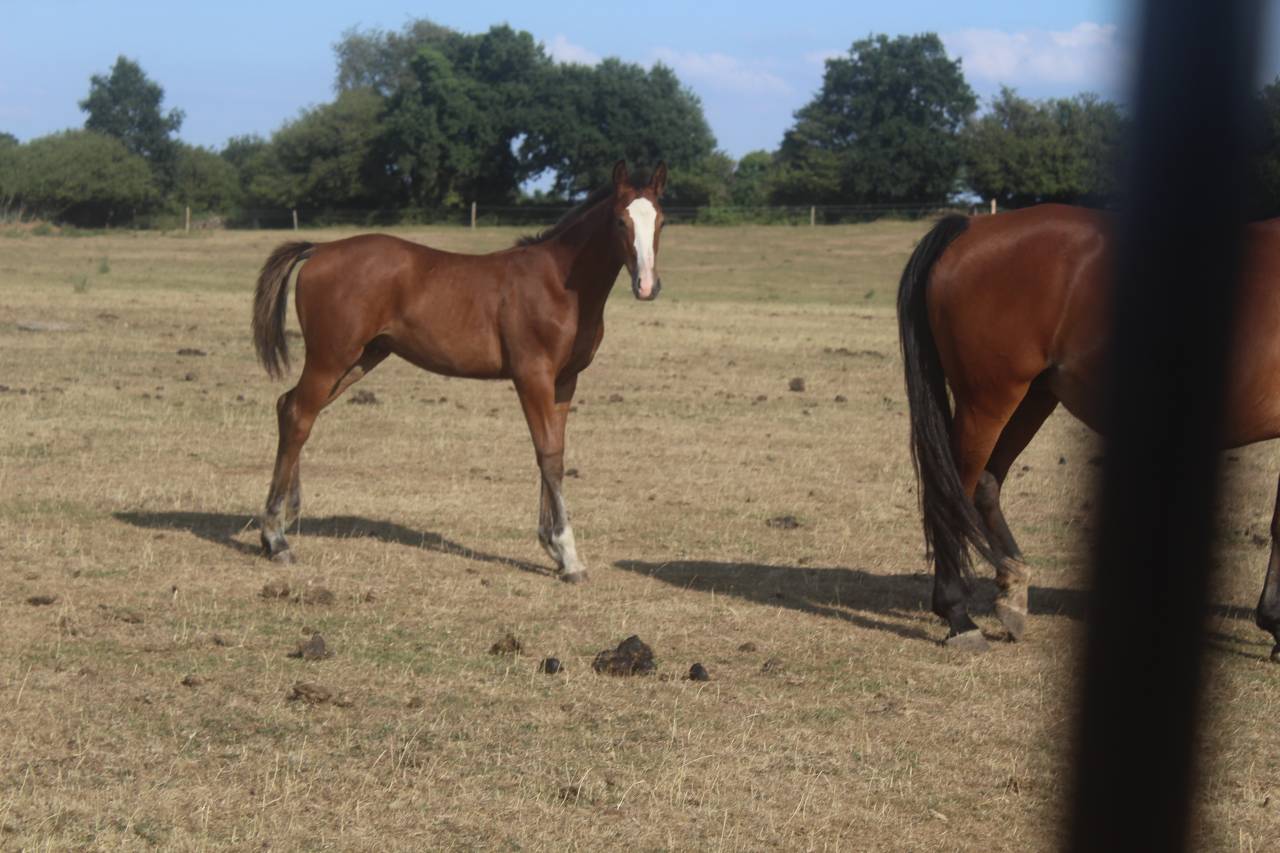 Colt sBs Belgian Warmblood For sale 2026 Dark Bay