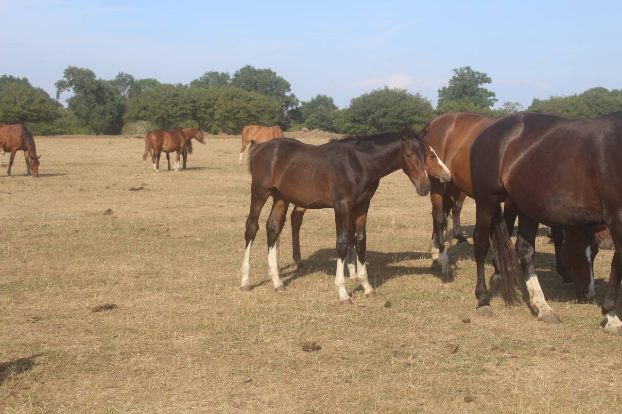 Colt sBs Belgian Warmblood For sale 2026 Dark Bay