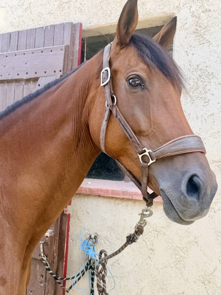 Mare Anglo-Arabian For sale 2019 Dark Bay
