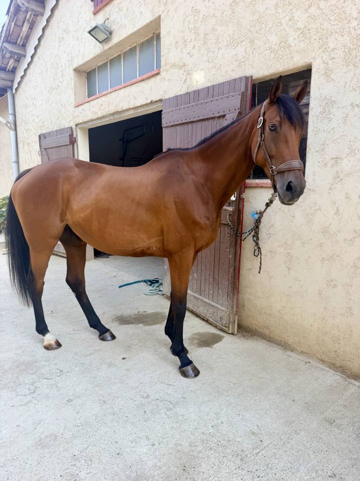 Mare Anglo-Arabian For sale 2019 Dark Bay