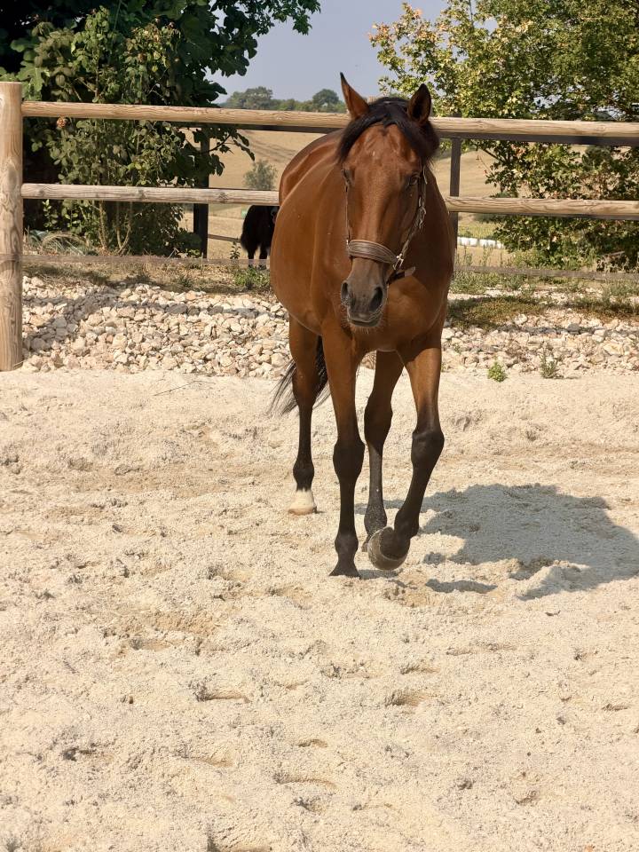 Mare Anglo-Arabian For sale 2019 Dark Bay