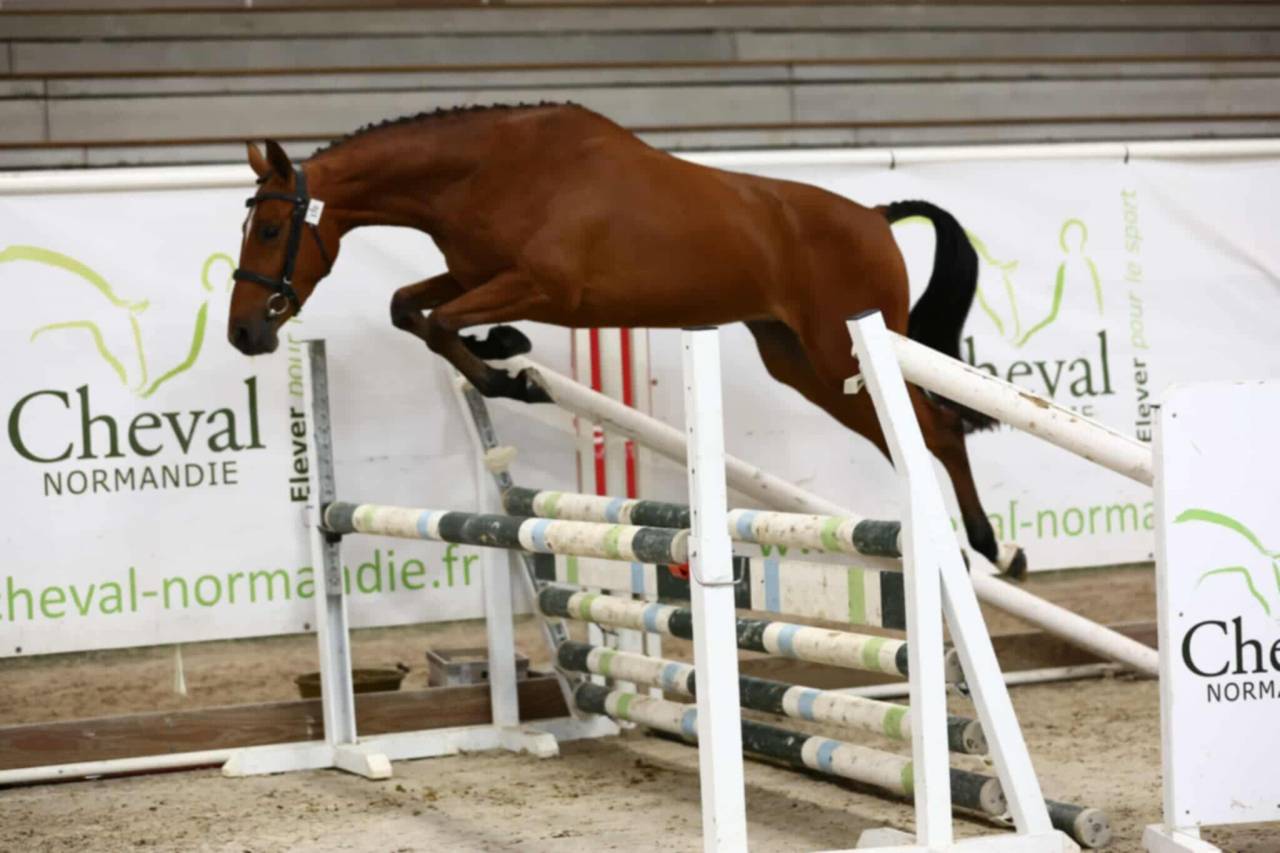 Gelding French Saddle Pony For sale 2022 Bay