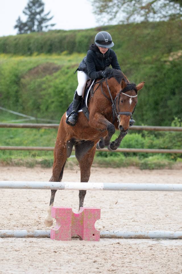 Gelding French Saddle Pony For sale 2022 Bay