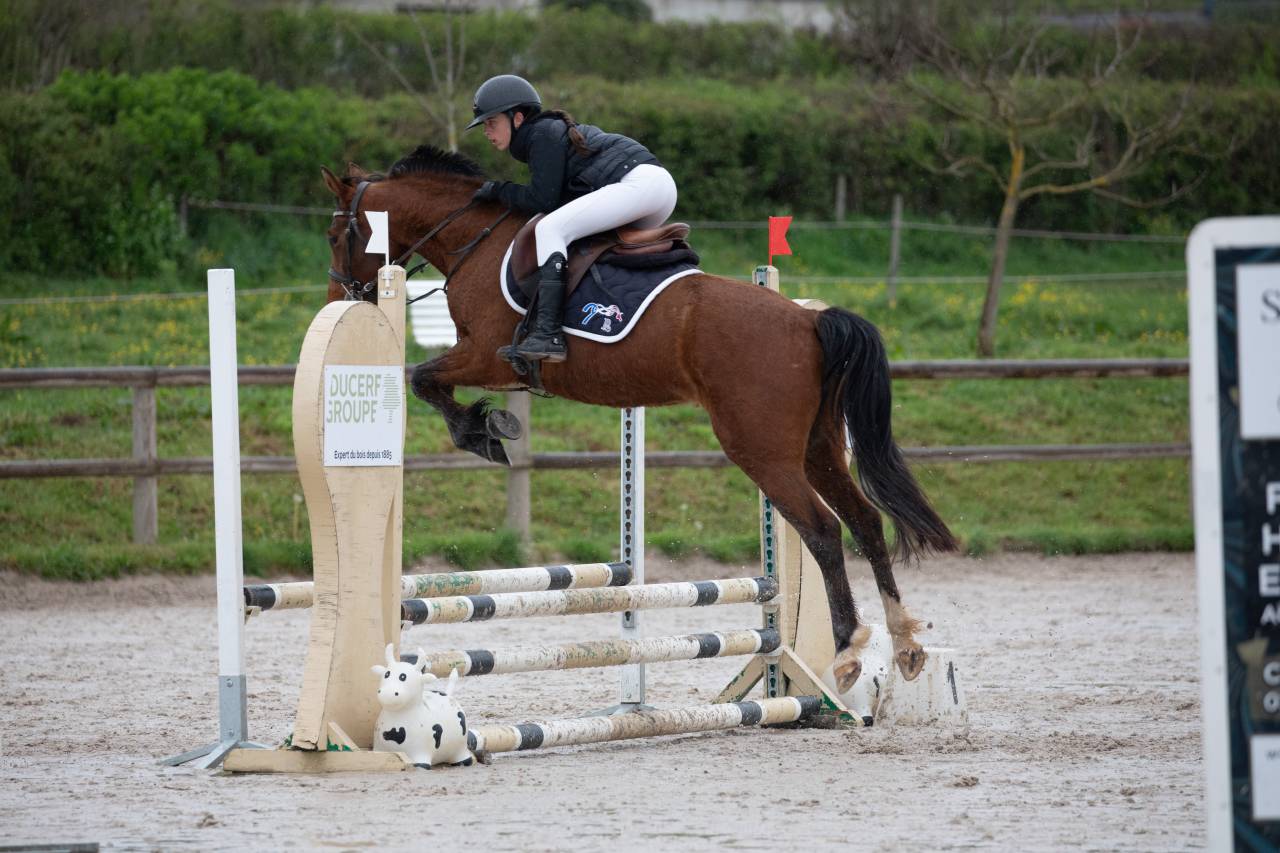 Gelding French Saddle Pony For sale 2022 Bay