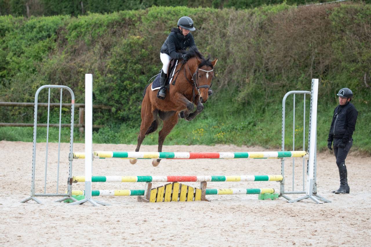 Gelding French Saddle Pony For sale 2022 Bay