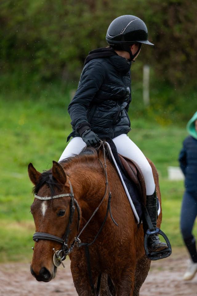 Gelding French Saddle Pony For sale 2022 Bay