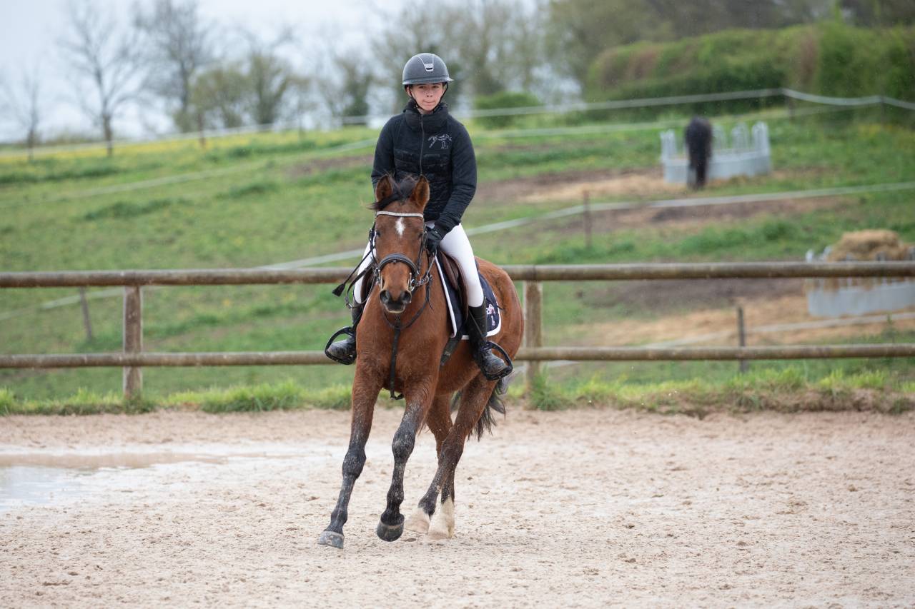 Gelding French Saddle Pony For sale 2022 Bay