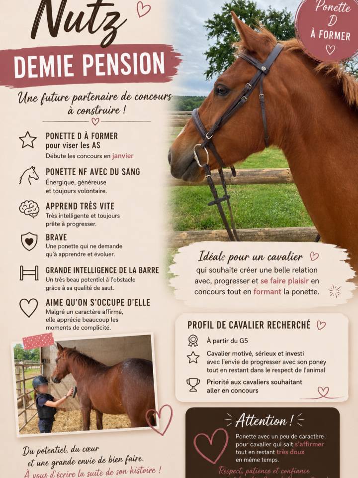 Mare New Forest Part-Livery 2022 Chesnut