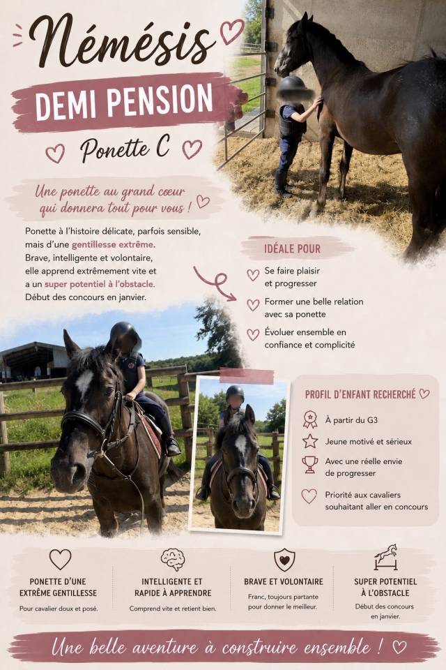 Mare New Forest Part-Livery 2022 Chesnut