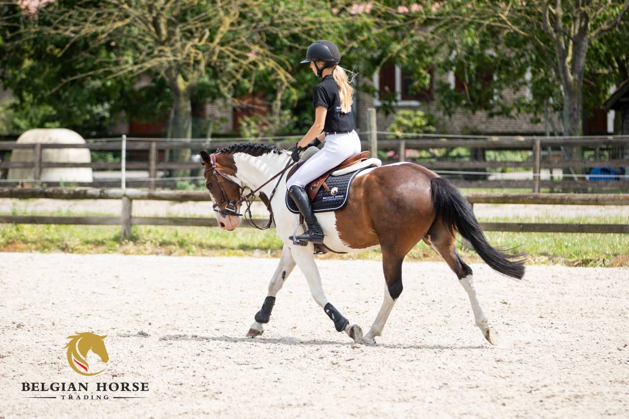 Gelding Other Pony Breed For sale 2019 Coloured