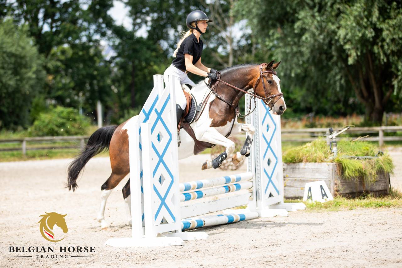 Gelding Other Pony Breed For sale 2019 Coloured