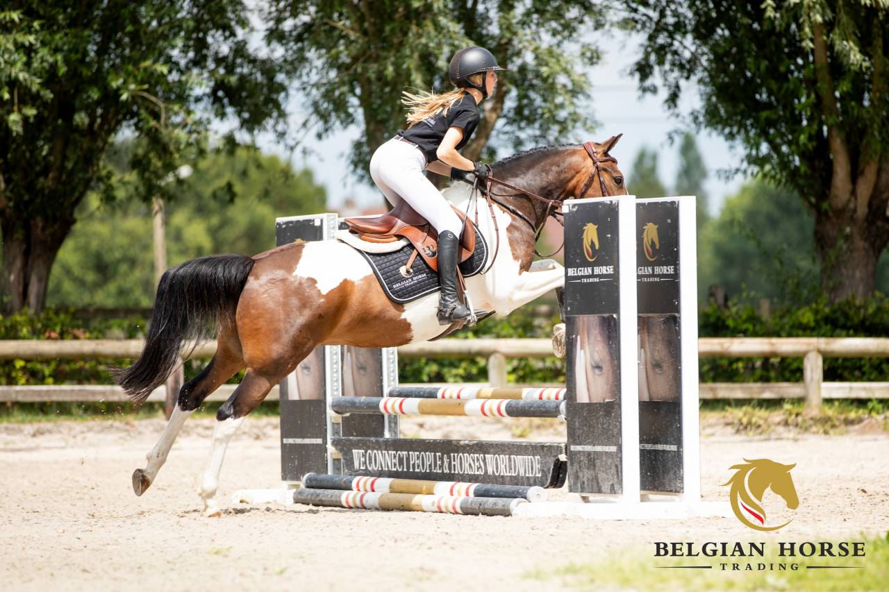 Gelding Other Pony Breed For sale 2019 Coloured