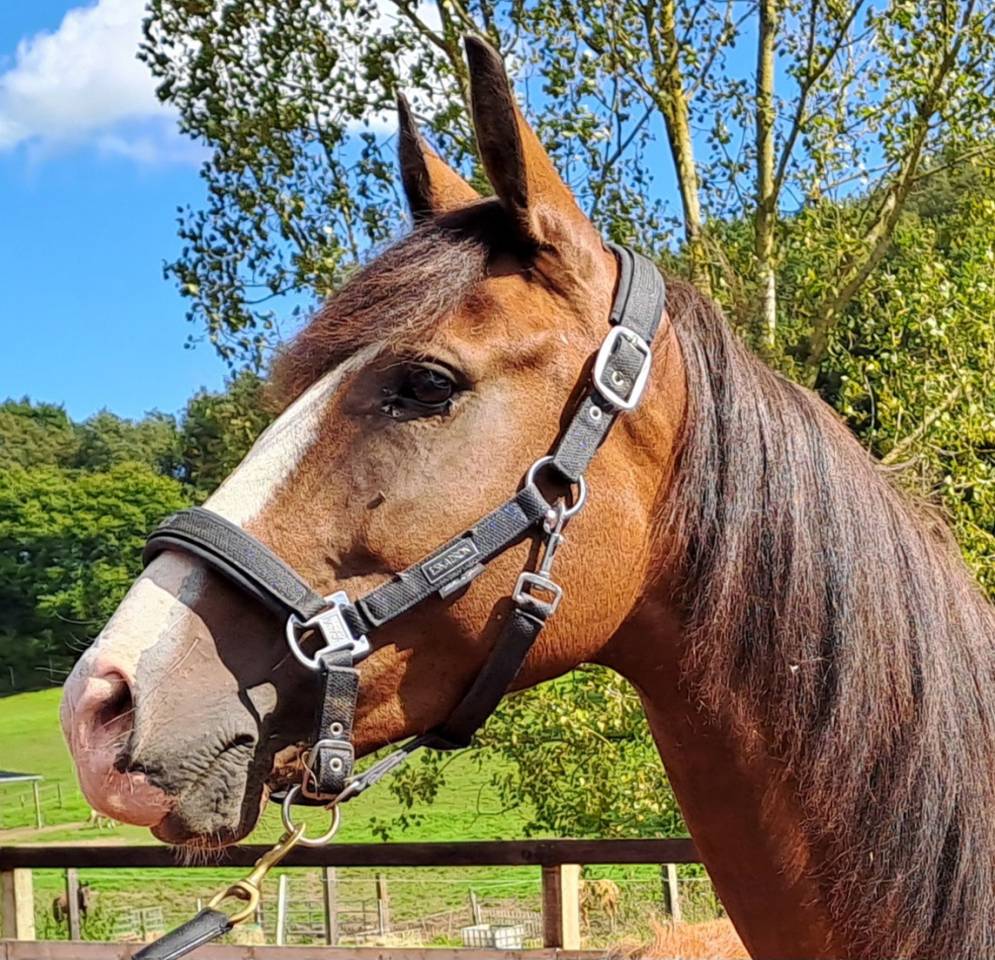 Mare Lusitano For sale 2017 Bay