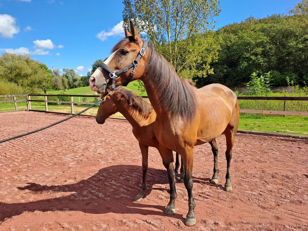 Mare Lusitano For sale 2017 Bay
