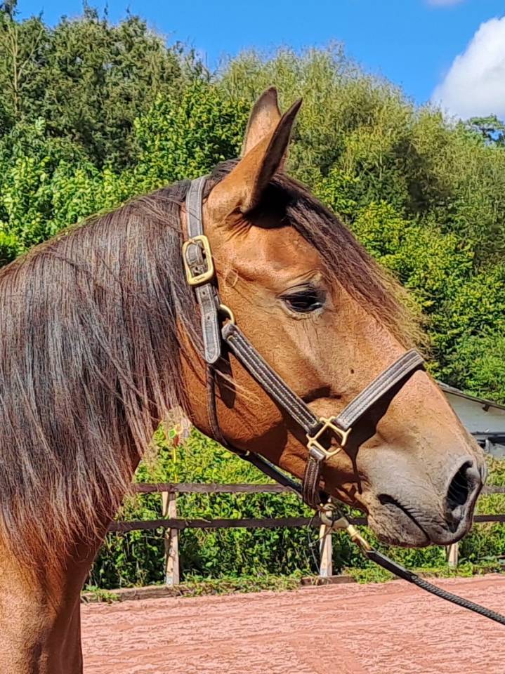 Mare Lusitano For sale 2018 Bay